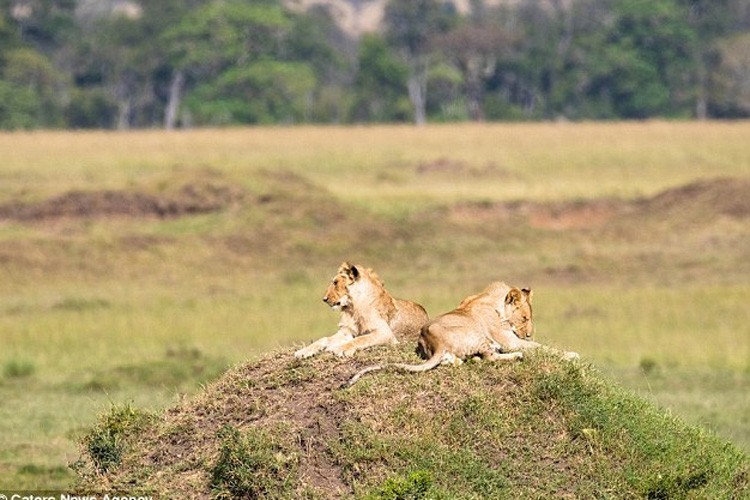 Cảnh tượng này xảy ra tại một hoang mạc thuộc Kenya (châu Phi). Một nhiếp ảnh gia nghiệp dư tên Simon Beevers (47 tuổi) đến từ thành phố Johannesburg, ở Cộng hòa Nam Phi đã vô tình chứng kiến cuộc tấn công của  trâu rừng và chụp nó lại.   