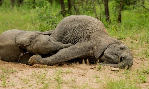 Loại trái cây lạ, có thể khiến voi say “cắm đầu” 