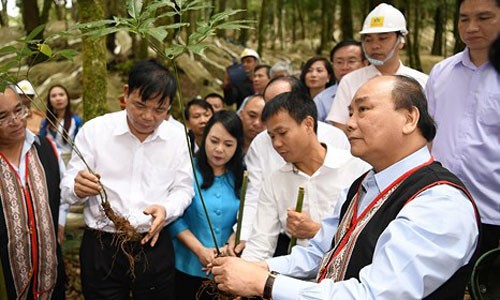 Thủ tướng thăm mô hình sản xuất sâm Ngọc Linh quy mô lớn tại Kon Tum