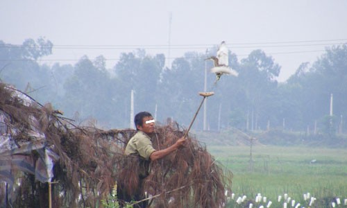 Nghệ An: Rùng mình, chim trời bị khâu mắt, vặt lông sống giữa đồng