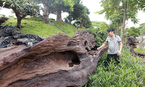 Lặn lội từ Nha Trang (Khánh Hòa) ra Long Biên (Hà Nội) tham dự hội chợ với nhiều cây cảnh, bộ tiểu cảnh có giá trị nhưng anh Lê Tiến Thịnh lại tâm đắc với bộ tiểu cảnh  tùng la hán trên thân một cây gỗ sao đen, quý hiếm.