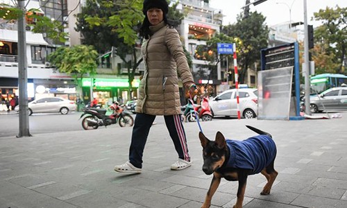 Ngày 16/12, Hà Nội tiếp tục  rét đậm, rét hại với nhiệt độ thấp nhất giảm xuống mức 12 độ C. Người dân mặc ấm khi ra đường và không quên trang bị áo rét cho thú cưng.