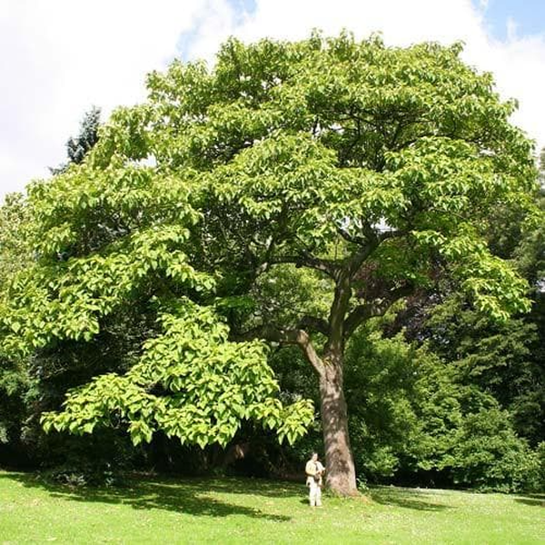 Paulownia tomentosa, tên thường gọi là cây công chúa, cây hoàng hậu, hay cây mao địa hoàng là một loại cây gỗ cứng rụng lá thuộc họ Paulowniaceae, có nguồn gốc từ Trung Quốc