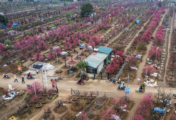 Quang cảnh làng đào Nhật Tân rực rỡ sắc hồng những ngày cận Tết.