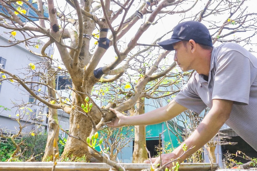 Vườn mai Xứ Quảng (số 273 đường Lê Đại Hành, phường Hòa Phát, quận Cẩm Lệ) là vườn mai lớn ở Đà Nẵng. Anh Huỳnh Đức Lục, một nghệ nhân ở đây cho biết: “Năm nay cây tại vườn mai-ve-post1611358.tpo"&gt;không bán được, người dân họ chọn thuê nhiều hơn. Sau Tết thì mình thu lại để chăm sóc, phục hồi cho cây. Quy trình chú trọng vào phần rễ, bón phân, kích rễ, tưới cây và phủ vi sinh lên gốc giữ độ ẩm tốt”. Ảnh: anh Huỳnh Đức Lục với gốc mai vườn nhà. Ảnh Duy Quốc