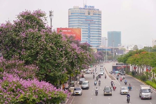 Trên các đoạn đường Kim Mã (quận Ba Đình), Lê Văn Lương (quận Hà Đông), Hoàng Cầu (quận Đống Đa), Liễu Giai (quận Ba Đình)..., hoa  bằng lăng nở tím cả một góc.