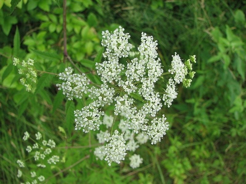 Water Hemlock có nguồn gốc từ Bắc Mỹ và cũng là loại  thực vật độc hại nhất ở đây. Water Hemlock mang trong mình độc tố cicutoxin ở tất cả các bộ phận nhưng tập trung nhiều nhất ở rễ. Người bị trúng độc này thường buồn nôn, co giật mạnh và run cơ dẫn đến tử vong.