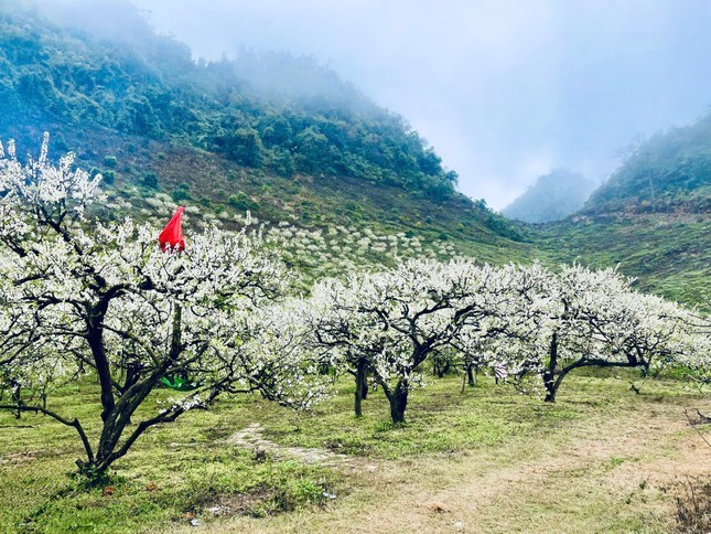 Nằm cách Hà Nội gần 200km, Mộc Châu được xem là một trong những địa điểm du lịch hấp dẫn ở miền Bắc, đặc biệt vào  mùa hoa mận dịp đầu năm.