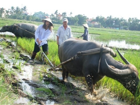 Du khách Tây tập kéo cày trên ruộng. Ảnh Thethaovanhoa.