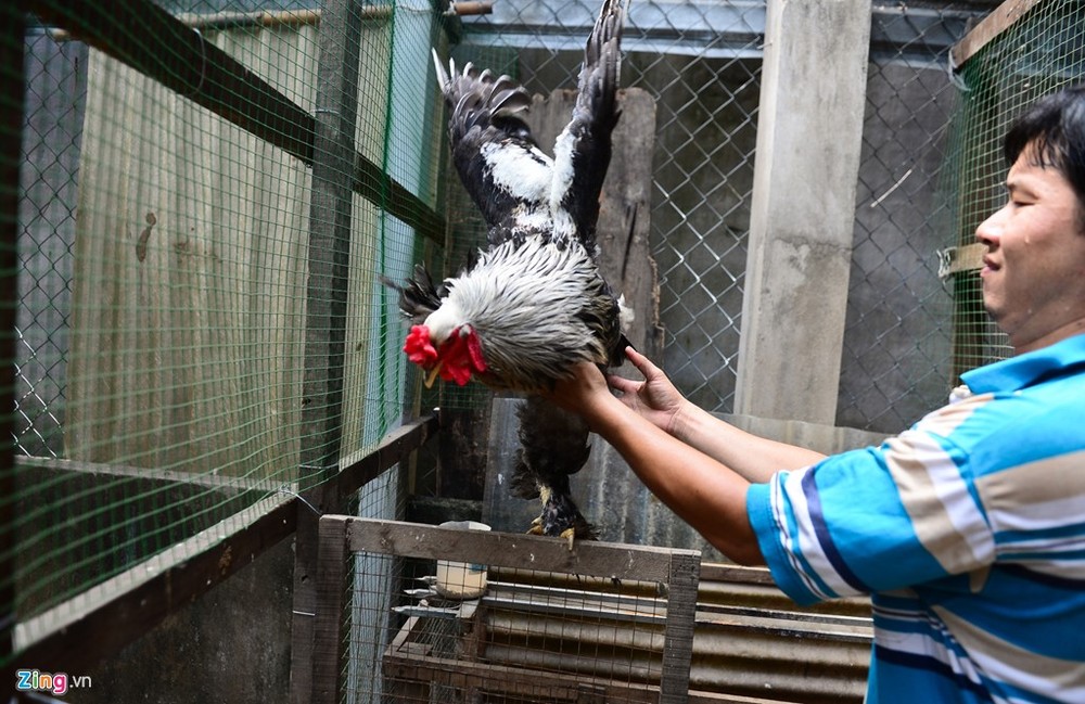 Bắt đầu nuôi gà “khổng lồ” (hay còn được gọi là gà Brahma) hơn 1 năm trở lại đây, anh Lê Ngọc Phước, chủ trại gà tại đường Hà Huy Giáp, quận 12, cho biết, anh nuôi và nhân giống gà kiểng được gần 5-6 năm. Ban đầu anh thử sức với giống gà Đông Tảo, nhưng qua một thời gian do có nhiều người nuôi nên anh chuyển sang giống gà kỳ lân khổng lồ này.