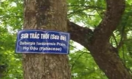 Video: Vì sao gỗ sưa “đắt tiền bạc tỷ”?