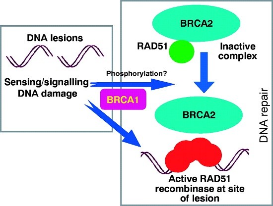 Khoảng 60% phụ nữ tăng nguy cơ bị ung thư vú hay buồng trứng nếu thừa hưởng gen BRCA1 hoặc BRCA2 có hại đột biến. Bạn nên làm xét nghiệm di truyền có sẵn để kiểm tra đột biến gen BRCA1 và BRCA2.