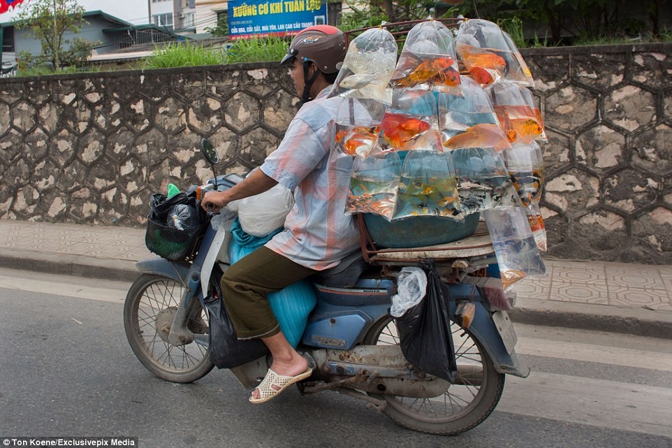 Một  người dân Việt Nam chở những túi cá cảnh trên xe máy để mang đi bán.