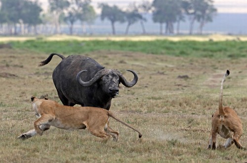 Tại khu bảo tồn Maasai Mara ở Kenya, đàn sư tử đói mồi bao vây con trâu đen. 