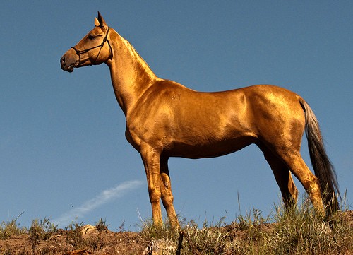 Ngựa. Loài ngựa Akhal-Teke đổ mồ hôi có màu máu vốn được lưu truyền từ xa xưa tại Trung Quốc và nhiều quốc gia khác. Những con ngựa này được đặt tên "hãn huyết bảo mã". 