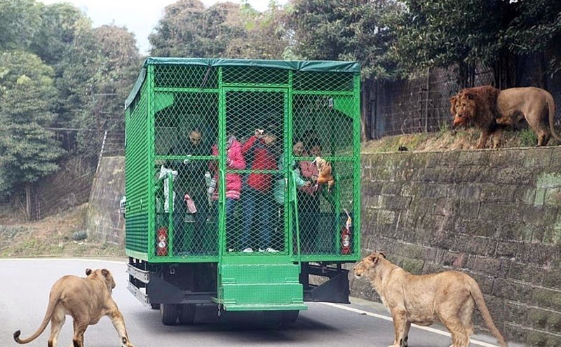   Vườn thú Lehe Ledu ở thành phố Trùng Khánh, Trung Quốc đem lại cho du khách một cơ hội trải nghiệm vô cùng độc đáo khi phải đối mặt với kẻ săn mồi hung dữ từ thiên nhiên thay vì quan sát chúng trong lồng từ một khoảng cách an toàn.    