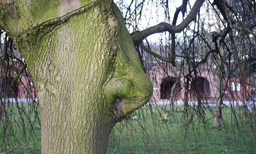 Dưới ống kính của nhiếp ảnh gia, cây liễu tại Chanterlands Avenue Cemetery, Hull, Anh, nổi bật trông như một chiếc mũi của con người.