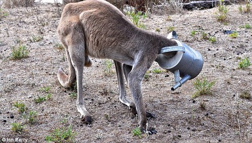 Tại một sân golf ở Coffin Bay, miền nam nước Australia, chú kangaroo bất ngờ bị kẹt đầu trong thùng nước khi đi tìm đồ uống.