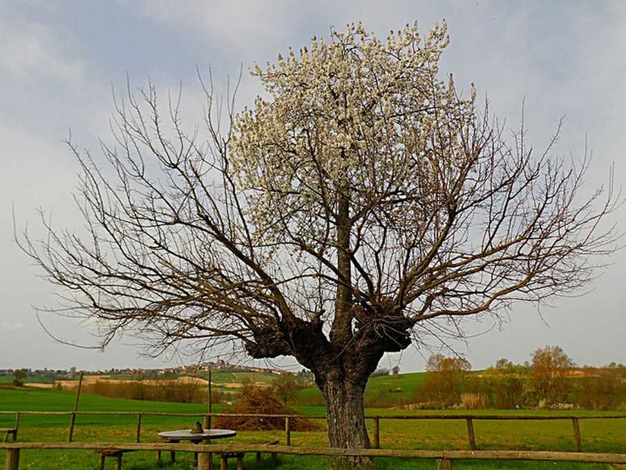 Cây hoa anh đào này mọc chồng lên một cây dâu tằm ở thị trấn Grana và Casorzo ở Piemonte, Italy. Đây là một trường hợp cây mọc trên cây đặc biệt hiếm khi cả hai cùng phát triển đồng đều, không cây nào sinh trưởng vượt trội hoặc lép vế.