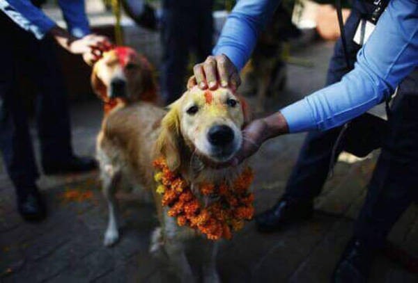 Ngày thứ hai, ngày Kukur Tihar trong lễ hội Dawali của Nepal được dành toàn bộ cho những chú chó, tôn thờ vai trò của chúng trong cuộc sống của con người, cả trong lịch sử và hiện tại. Khi đó, những con  chó kỳ dị với bộ lông nhuộm màu loang lổ được chăm sóc tỉ mỉ.