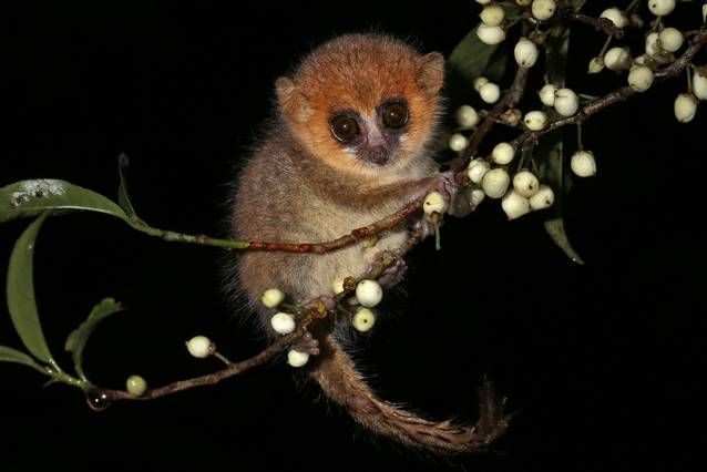 Vượn cáo chuột nâu chỉ được tìm thấy trên đảo Madagascar, là loài ăn đêm với menu khá phong phú từ côn trùng, trái cây đến hoa, trong đó có cả mật hoa và phấn hoa. Tuổi thọ của loài  vượn cáo kỳ quái này ngắn nhất so với các loài linh trưởng – chỉ từ 6-8 năm nên càng có nguy cơ tuyệt chủng.