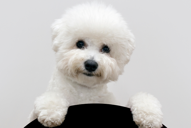  Chó Bichon Frise là giống chó cảnh dễ thương thuộc nhóm chó xù. Theo American Kennel Club, phát âm đúng tên của loài chó này phải là là bee-shon free-zay.