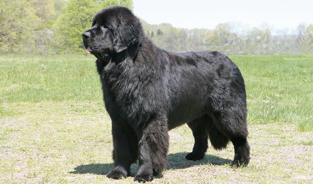 Newfoundlands luôn được xếp hạng là  giống chó tốt bụng nhất, hiền lành nhất, vui vẻ nhất trên thế giới. Chúng có cơ thể to lớn với trọng lượng có thể lên tới 68kg cùng bộ lông dày nên cần được chải chuốt, chăm sóc thường xuyên.