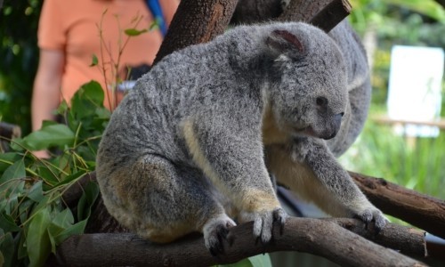 Những sự thật bất ngờ về loài gấu Koala