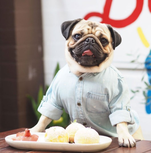  Chú chó đáng yêu này là một chú chó pug tên Homer. Con vật hiện đang "gây bão" Instagram với cuộc sống xa hoa, phong cách thời trang độc đáo cùng với những cử chỉ tạo dáng chụp hình chuyên nghiệp có một không hai của mình .Trang Instagram của chó Homer có hơn 98,000 người theo dõi. Cô chủ của Homer, Mei Chandra chưa bao giờ nghĩ rằng tài khoản Instagram của chú chó lại được nhiều người theo dõi đến vậy.