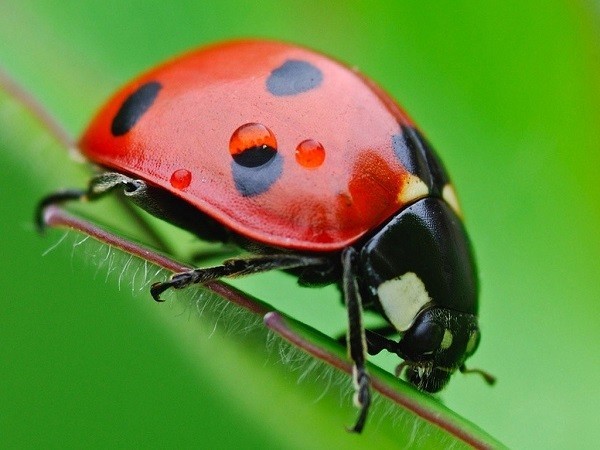 Trong tiếng Anh,  loài bọ rùa được gọi là “ladybug”, nhưng riêng ở Anh, bọ rùa còn được biết đến với tên gọi “ladybird”.