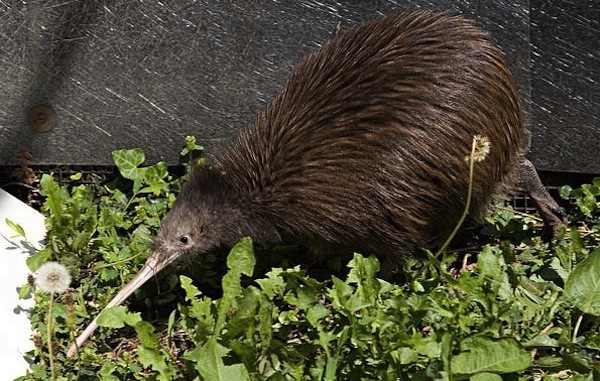  Loài chim Kiwi không biết bay, có kích thước bằng kích thước một con gà, cao khoảng 51cm và nặng tới 1kg. Chim cái thì to hơn chim đực. Chim Kiwi có bộ lông màu nâu xám độc đáo, có rau ở xung quanh mỏ đóng vai trò là cơ quan xúc giác.