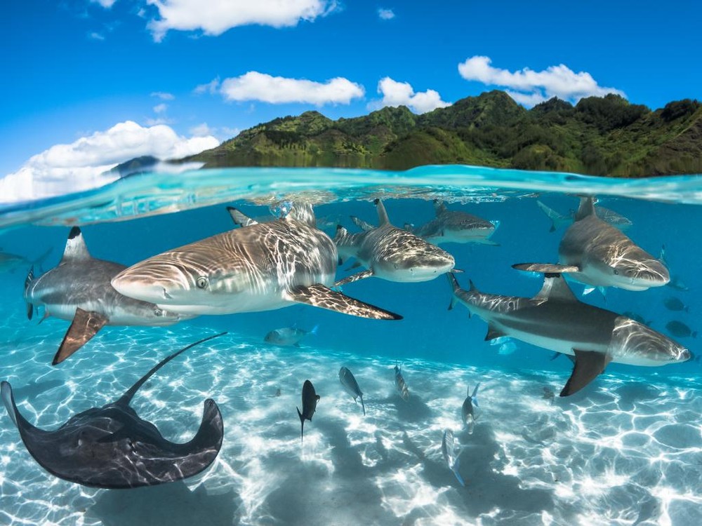 Bầy cá mập mũi đen và cá đuối rong chơi tại một đầm nước trong vắt ở Moorea French Polynesia. Vẻ đẹp của  sinh vật dưới nước hiện lên đẹp mê hồn. Nguồn ảnh: couriermail.