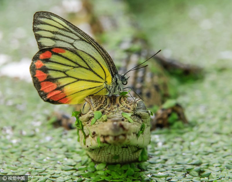 Thiên nhiên hoang dã luôn tồn tại những điều khiến chúng ta vô cùng bất ngờ.