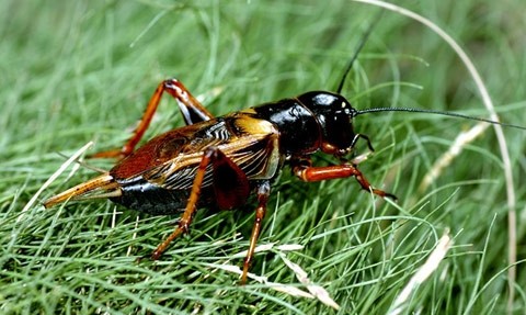 Các  loài dế có kích thước khác nhau, tùy thuộc vào từng loài. Thông thường chúng dài từ 2,5cm - 5cm. Nó có màu đen, nâu, đỏ hoặc xanh lá cây. Hầu hết các loài dế có cơ thể dẹt và hai đôi cánh có màng. Dế có 1 đôi râu có thể phát hiện chuyển động của con mồi và giúp ích trong việc tìm kiếm thức ăn.