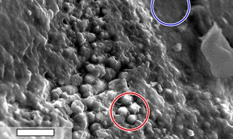  Kính hiển vi này chính là Atmospheric or environmental scanning electron microscope (gọi tắt là ASEM hoặc ESEM), một thiết bị mới do NASA đang ấp ủ chế tạo. 