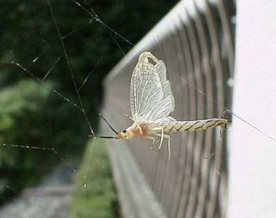  Con thiêu thân hay còn gọi là con phù du, thuộc bộ Ephemeroptera. Chúng xuất hiện hàng loạt trong thời gian giao phối, sau đó chết ngay.