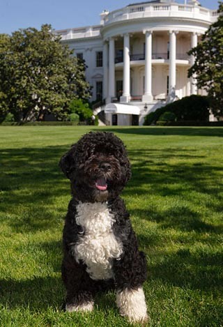 Chú cún Bồ Đào Nha với tên gọi thân mật Bo của gia đình  Tổng thống Obama được hưởng một cuộc sống khá hoàn hảo. Nó được mệnh danh là Đệ nhất cẩu.