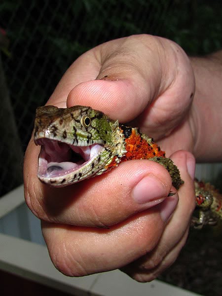  Thằn lằn cá sấu có tên khoa học là Shinisaurus crocodilurus. Loài động vật này có ngoại hình rất kỳ dị, đúng như tên gọi của nó: kích thước nhỏ bằng con thằn lằn nhưng lại có lớp da sần sùi và cái đuôi có 2 hàng gai nhỏ như đuôi cá sấu.