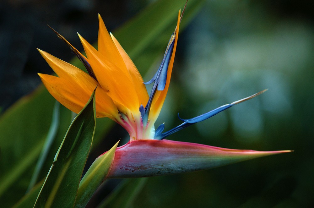  Hoa thiên điểu còn được gọi là hoa chim thiên đường, có tên khoa học là Strelitzia reginae. Đây là loài thực vật có hình dạng khá độc đáo với thân cây cao khoảng 2m, phiến lá rộng và mọc đối xứng thành 2 hàng.