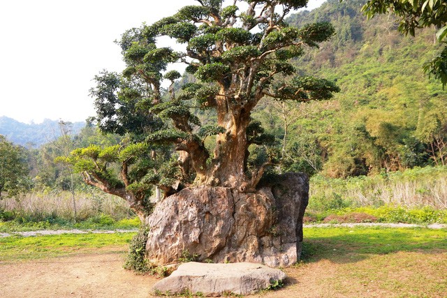  Cây duối thường được trồng ở nước ta để làm hàng rào, ngoài ra còn được chuộng trồng trong chậu nhỏ làm cây kiểng. Cây duối mọc cao khoảng 4m –8 m, lá nhọn và rất ráp, quả nhỏ nhưng có vị ngọt. (Nguồn Dantricdn)