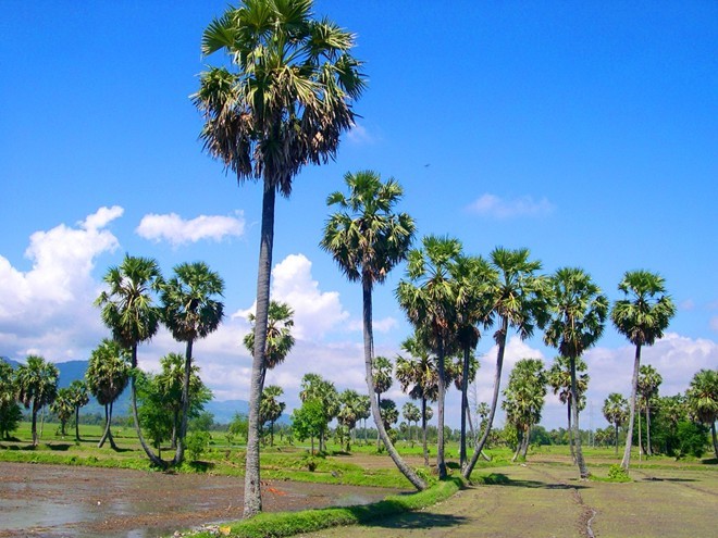  Cây thốt nốt là loài thực vật thuộc họ cau với tuổi thọ có thể đạt trên 100 năm. Loài cây này thân thẳng, to giống thân cây dừa và có thể vươn cao tới 30m. (Nguồn Vietnamnet)