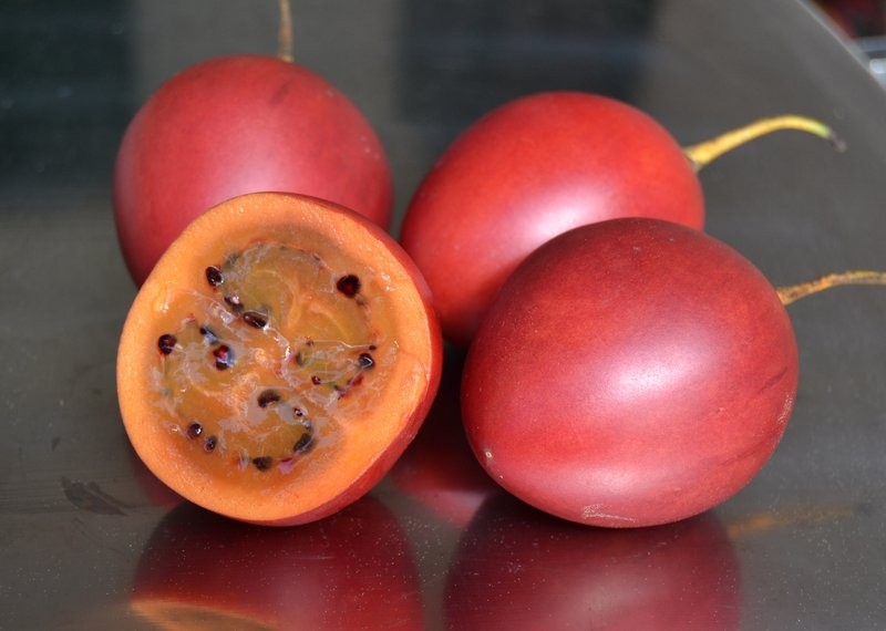 Cà Tamarillo hay còn gọi là  cà chua thân gỗ có nguồn gốc từ Nam Phi. Loại cây này còn được trồng rộng rãi ở phía bắc của Chile, Argentina, nam Mexico và Ecuador. (Nguồn Hatgiongngoainhap)