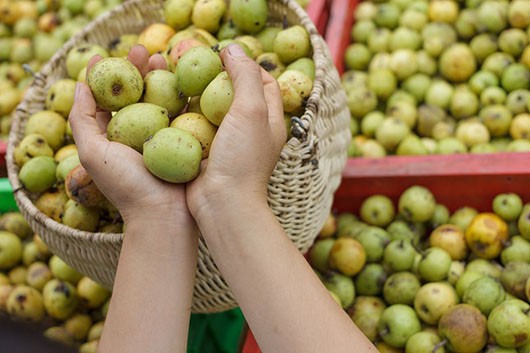 Táo mèo là cây gỗ bán thường xanh, mọc ở sườn núi, ven suối, ven các bụi rậm ở độ cao 2.000 - 3.000 m. Loài cây này phân bố ở Ấn Độ, Myanma, Nepal, Thái Lan, Trung Quốc, Việt Nam. (Nguồn Quataomeo)