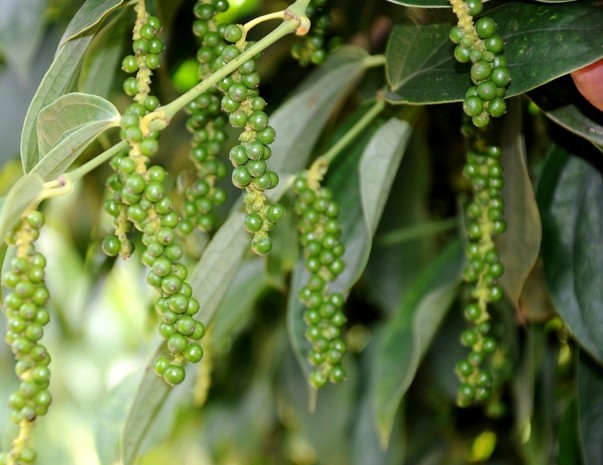  Cây hồ tiêu là một loại dây leo, thân dài, lá như lá trầu không, nhưng dài và thuôn hơn, quả hình cầu nhỏ, trồng chủ yếu để lấy quả và hạt. (Nguồn Blogspot)