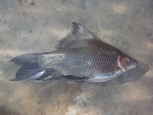  Cá ét mọi còn có tên gọi khác là cá éc. Loài cá này có thân thon dài, màu xám đen, có vảy tròn phủ toàn thân. Ảnh Staticflickr.