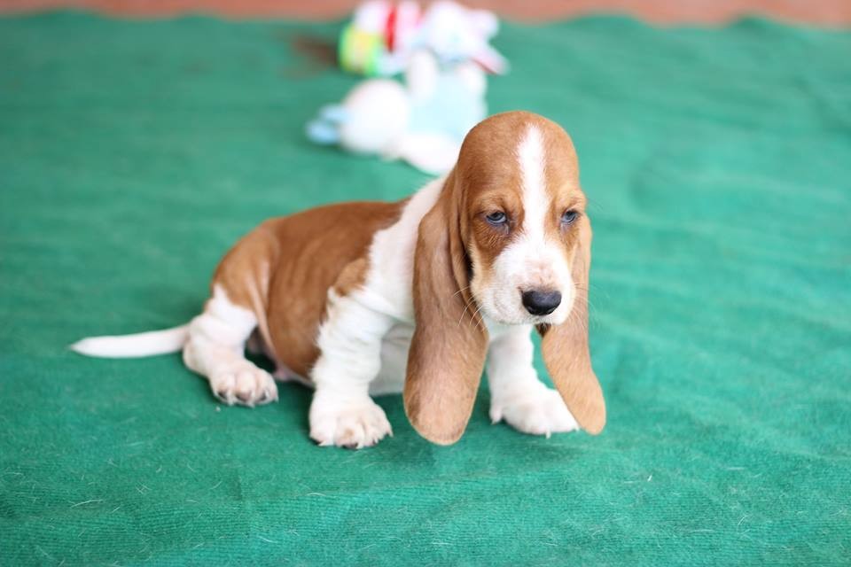 Chó Basset Hound là một giống chó săn của Pháp. Tuy là  giống chó chân ngắn nhưng Basset Hound lại cực kỳ nhạy bén. Ảnh vinhblog.