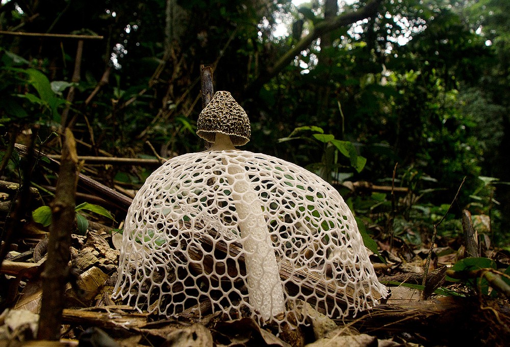  Nấm Tâm Trúc có tên khoa học là Dictyophora indusiata. Loài nấm này còn có tên gọi khác là nấm nữ hoàng. Ảnh staticflickr.