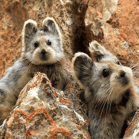  Loài thỏ ma thuật Ili Pika là một trong những loài thỏ quý hiếm nhất trên thế giới hiện nay với số lượng khoảng 1000 con, ít hơn cả gấu trúc. Ảnh ourbreathingplanet.