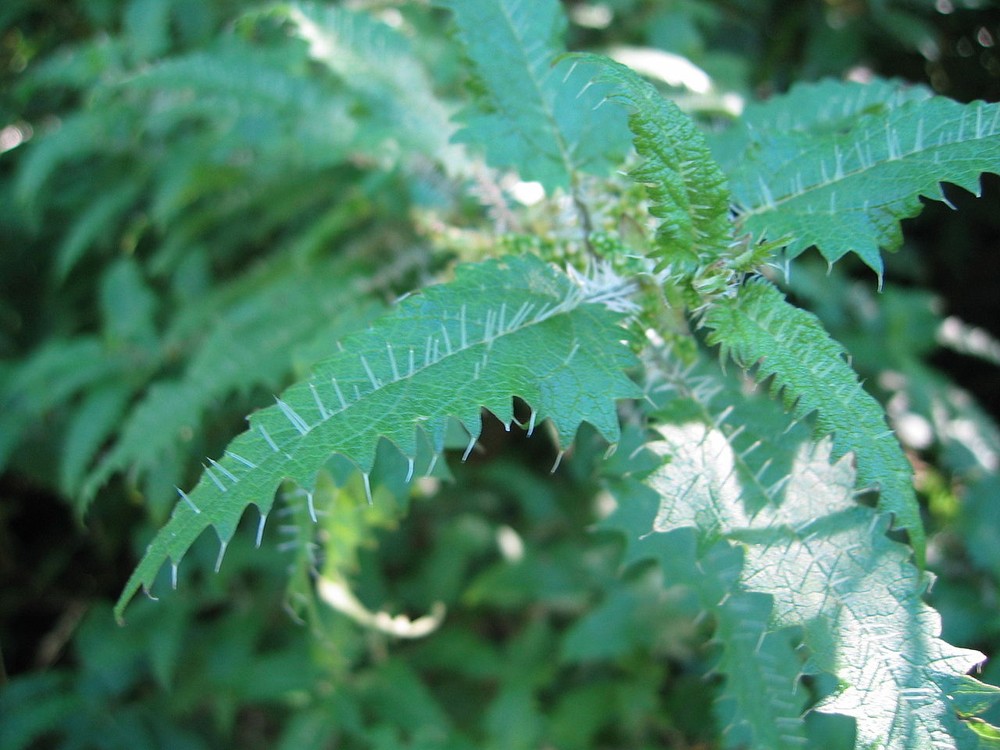 Cây Urtica ferox là một loại cây tầm ma, cây bụi thân gỗ lớn với những chiếc gai dài chứa độc - vũ khí tối thượng của loài thực vật này. Ảnh wikipedia.