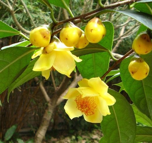  Trà hoa vàng tên khoa học là Camellia chrysantha, được phát hiện vào những năm 60 thế kỷ 20. Ảnh trungtamduoclieu.